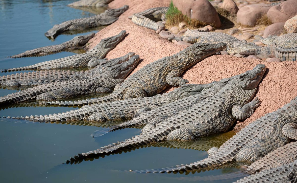 Olympic Organisers Approve Crocodile-Infested Fitzroy River for 2032 Brisbane Canoeing Events